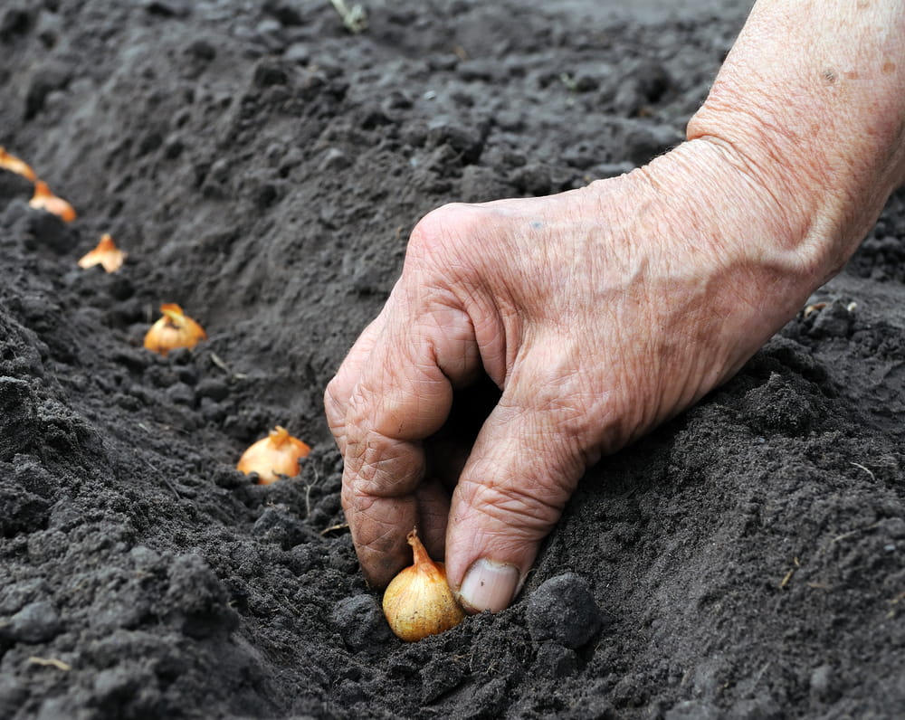 Onion growing, harvesting & shipping